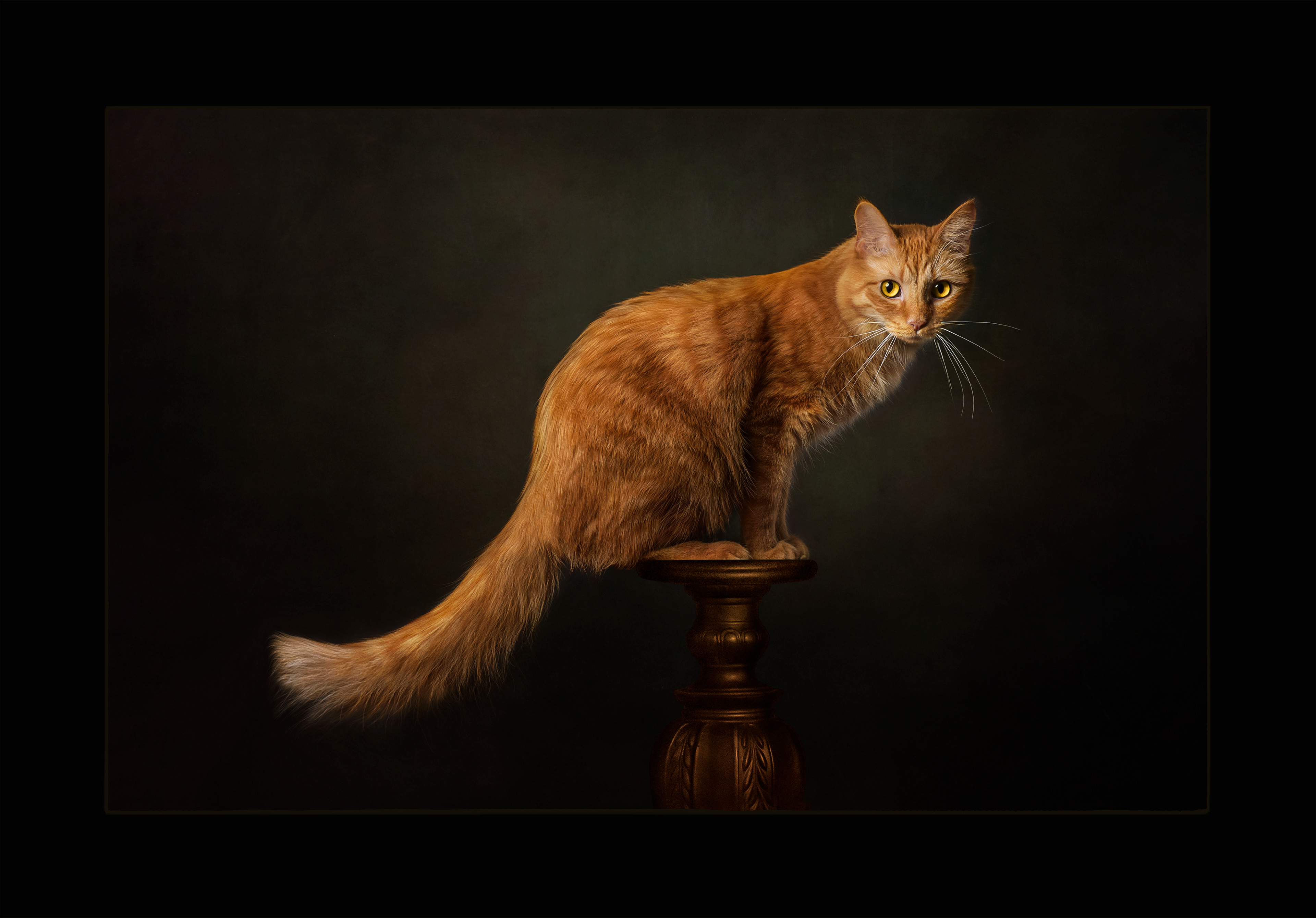 "Perched" - Imaging Excellence Award - IPA, 2022