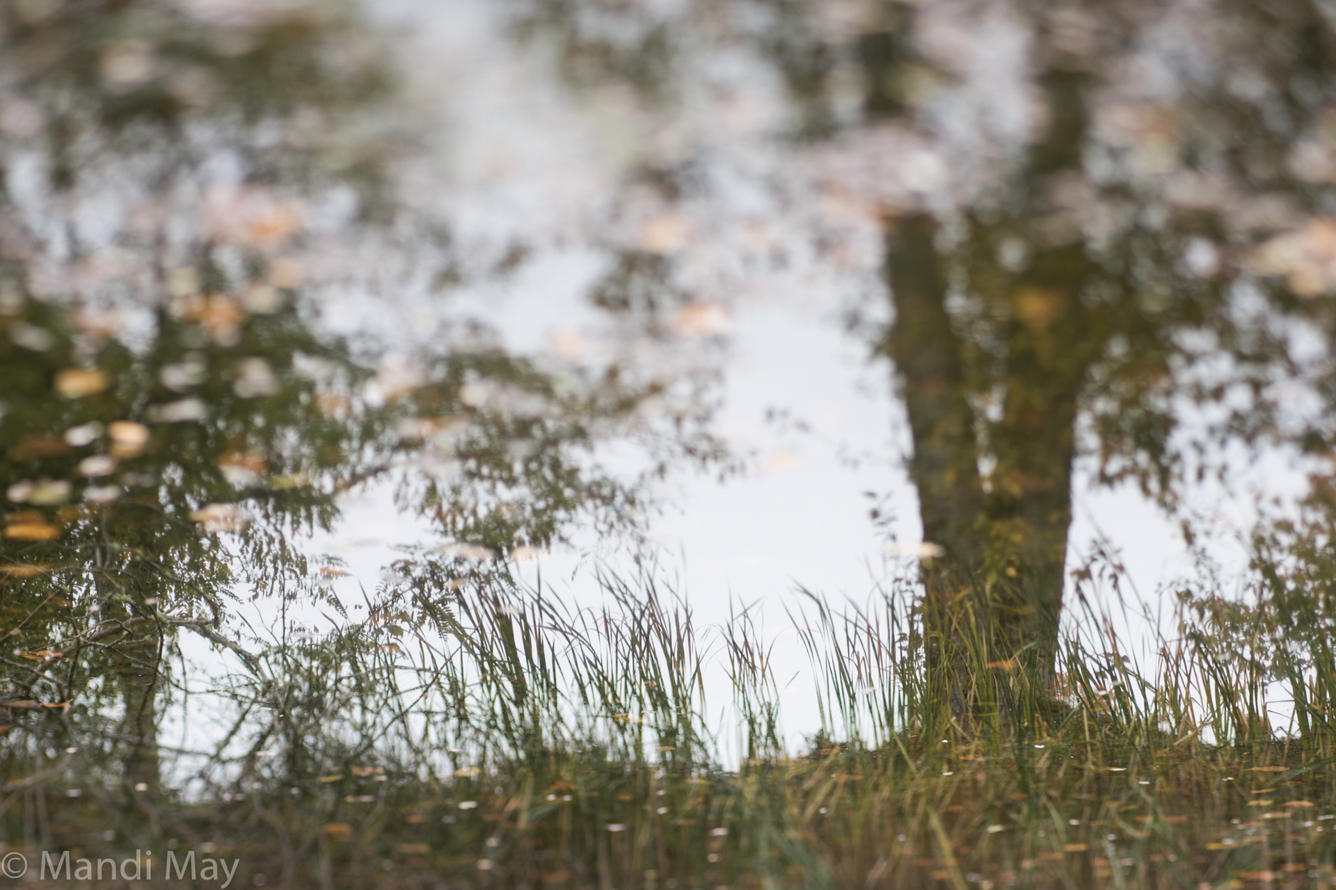 Pond Musing 1