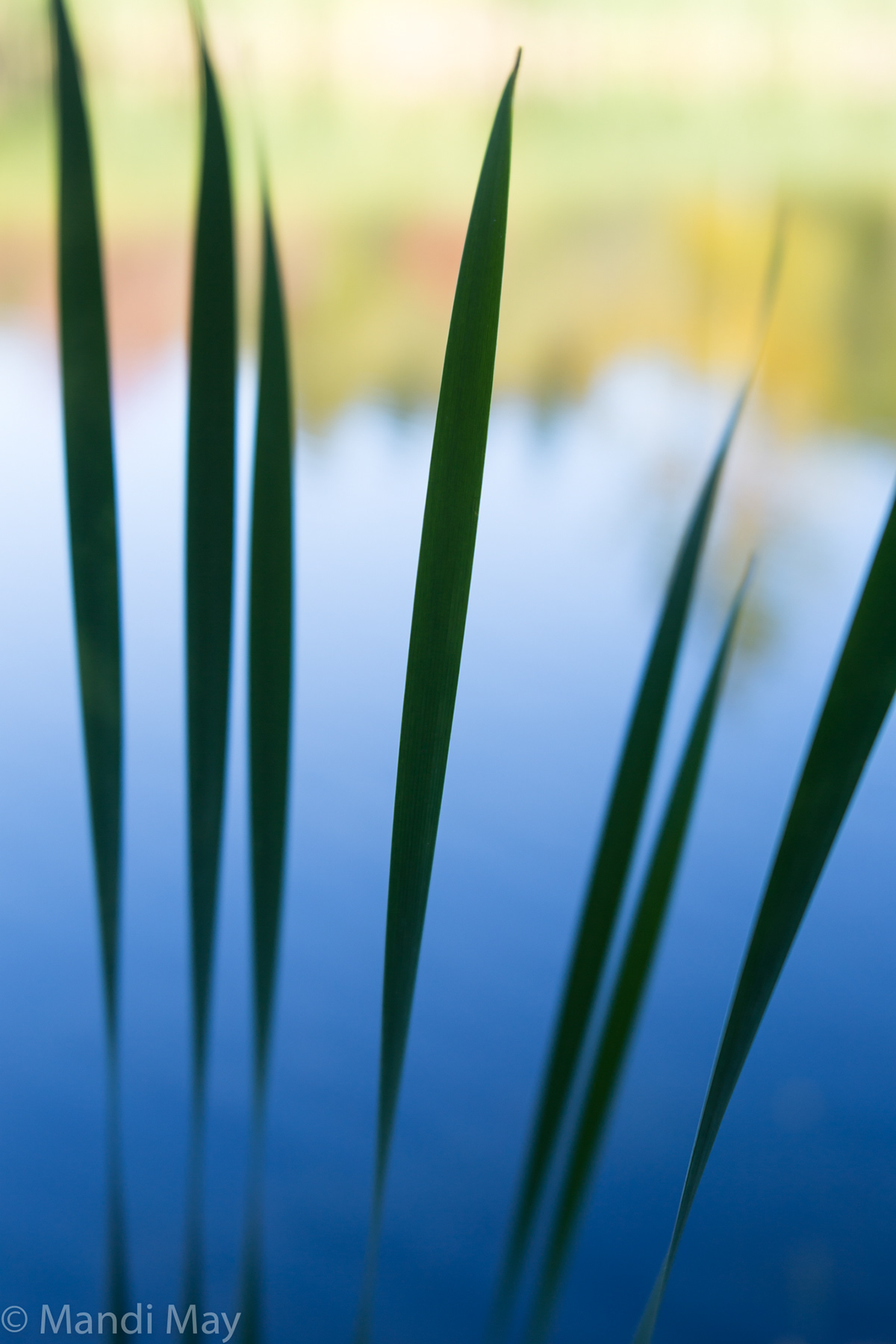 Mandi May Fine Art Photography and Monotypes Abstract and Flora