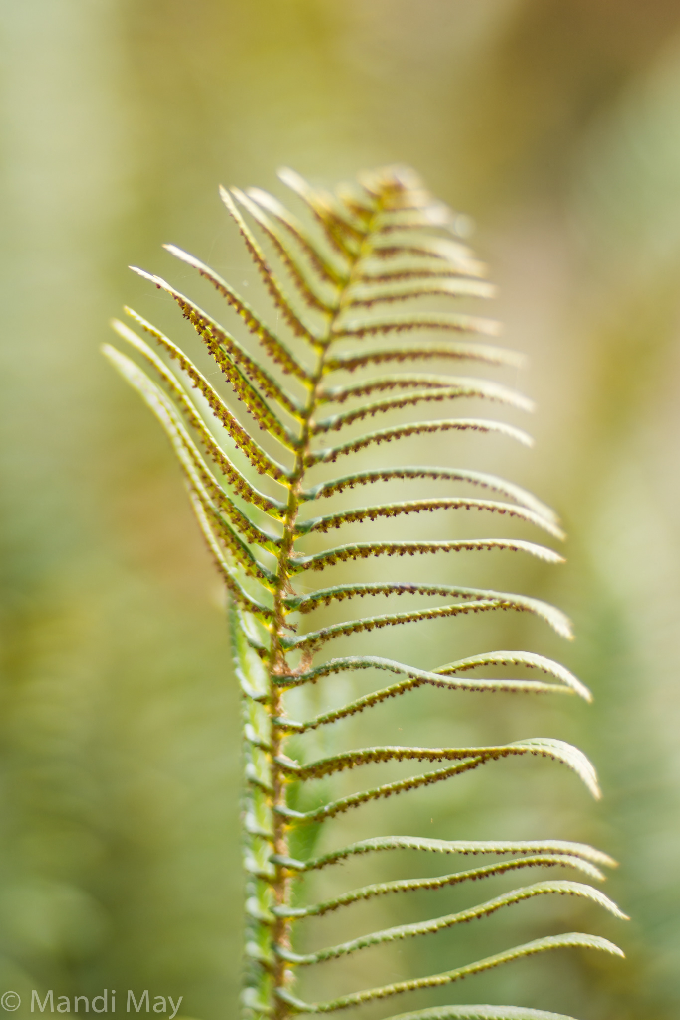 Folded Fern