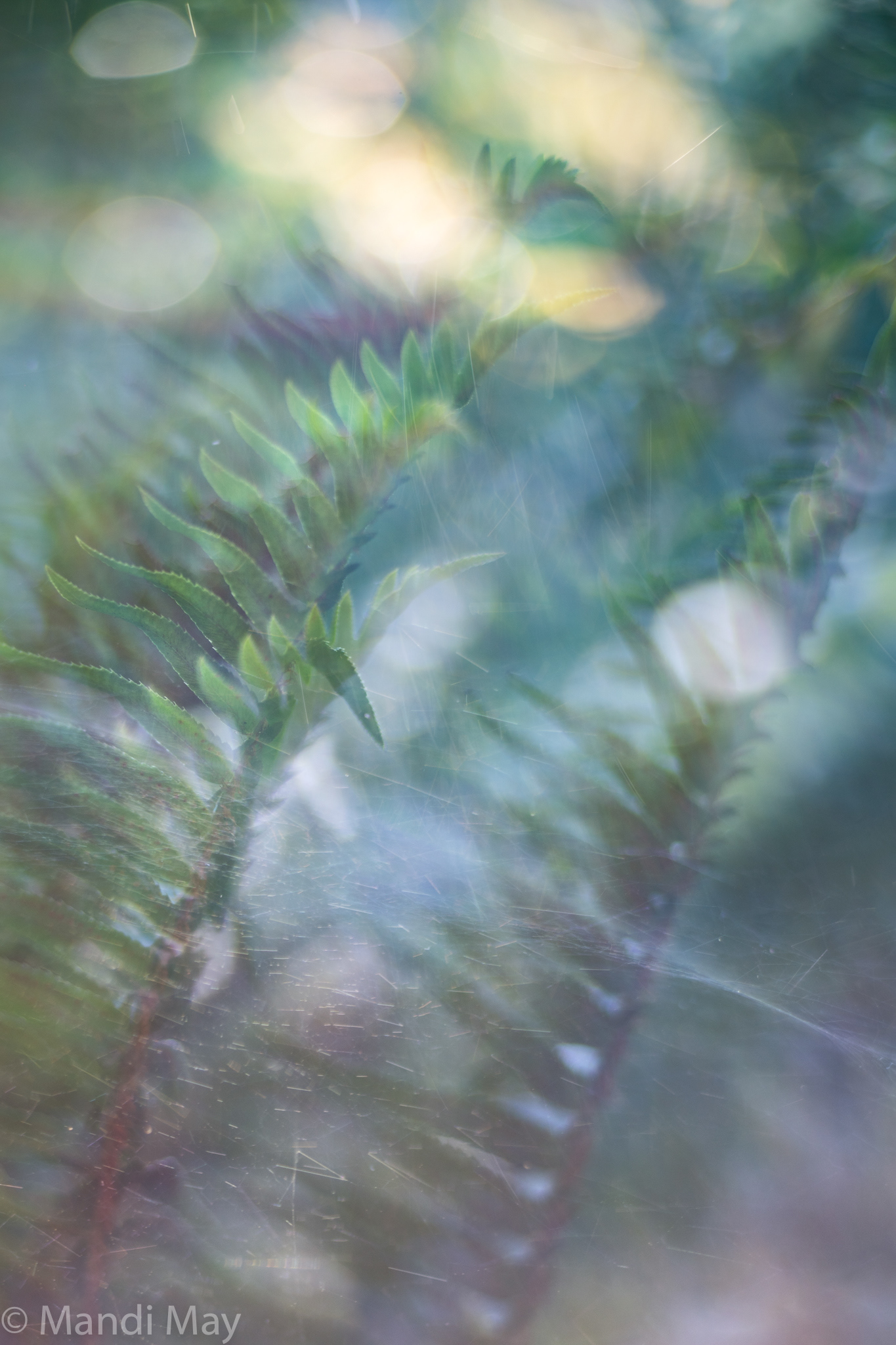 Enchanted Fern