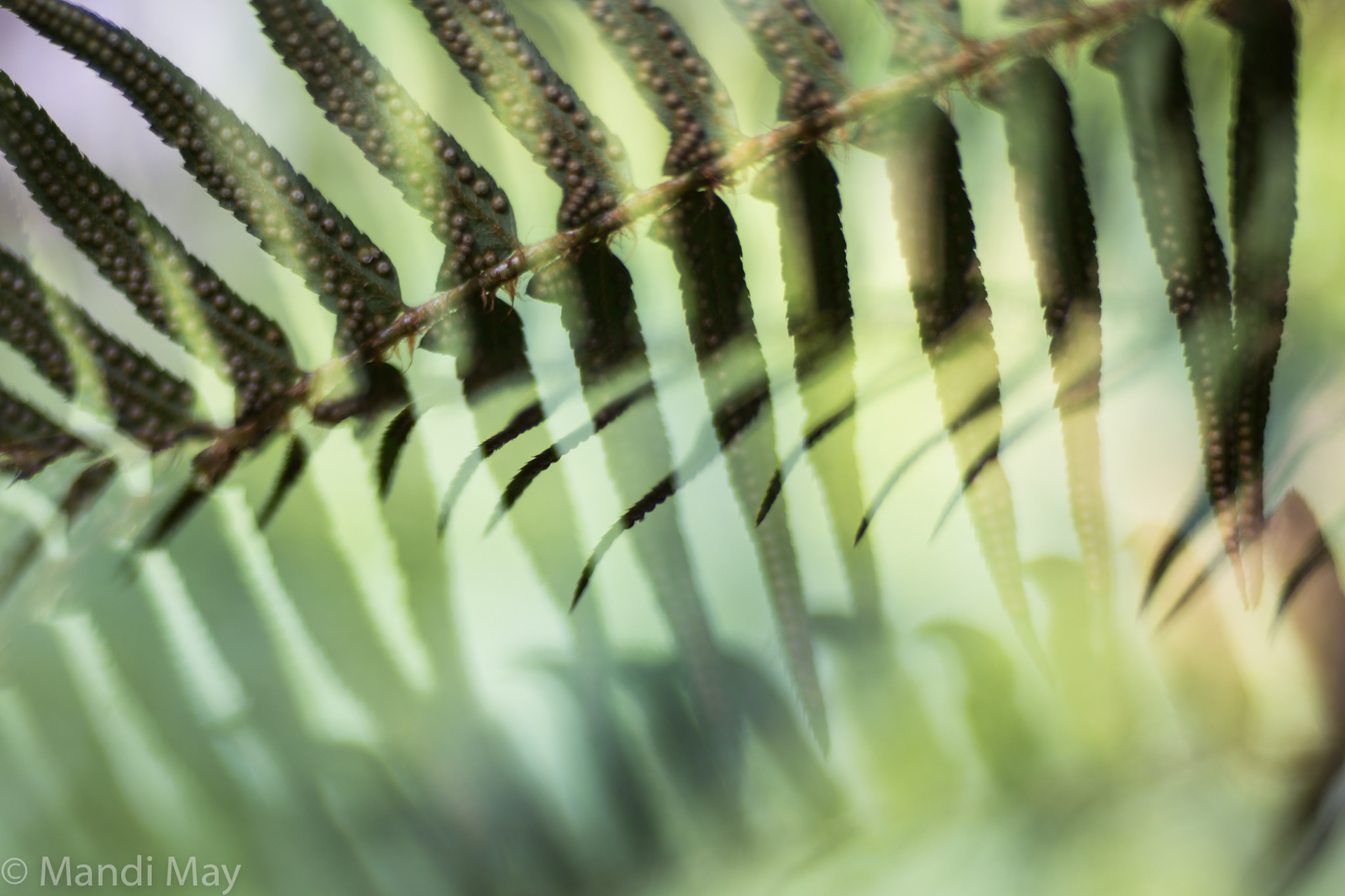 Rainbow Fern