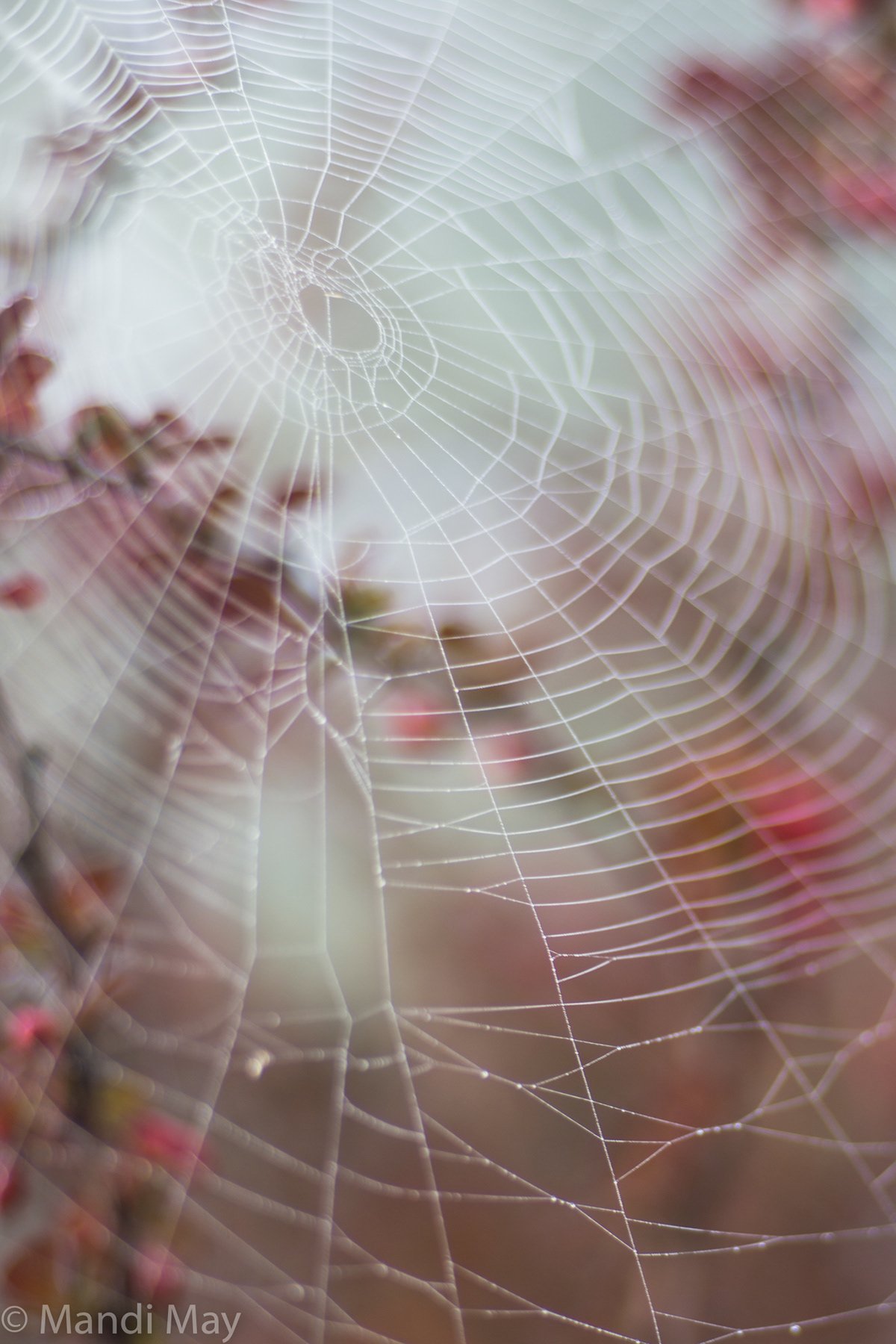Mandi May Fine Art Photography and Monotypes Abstract and Flora