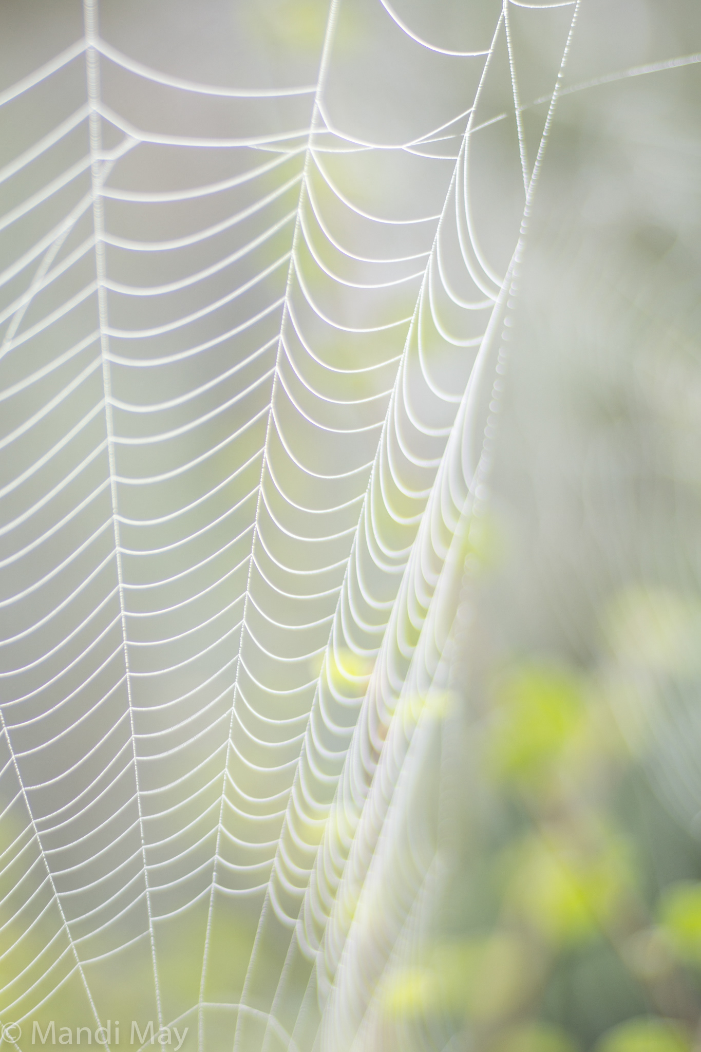 Mist & Web