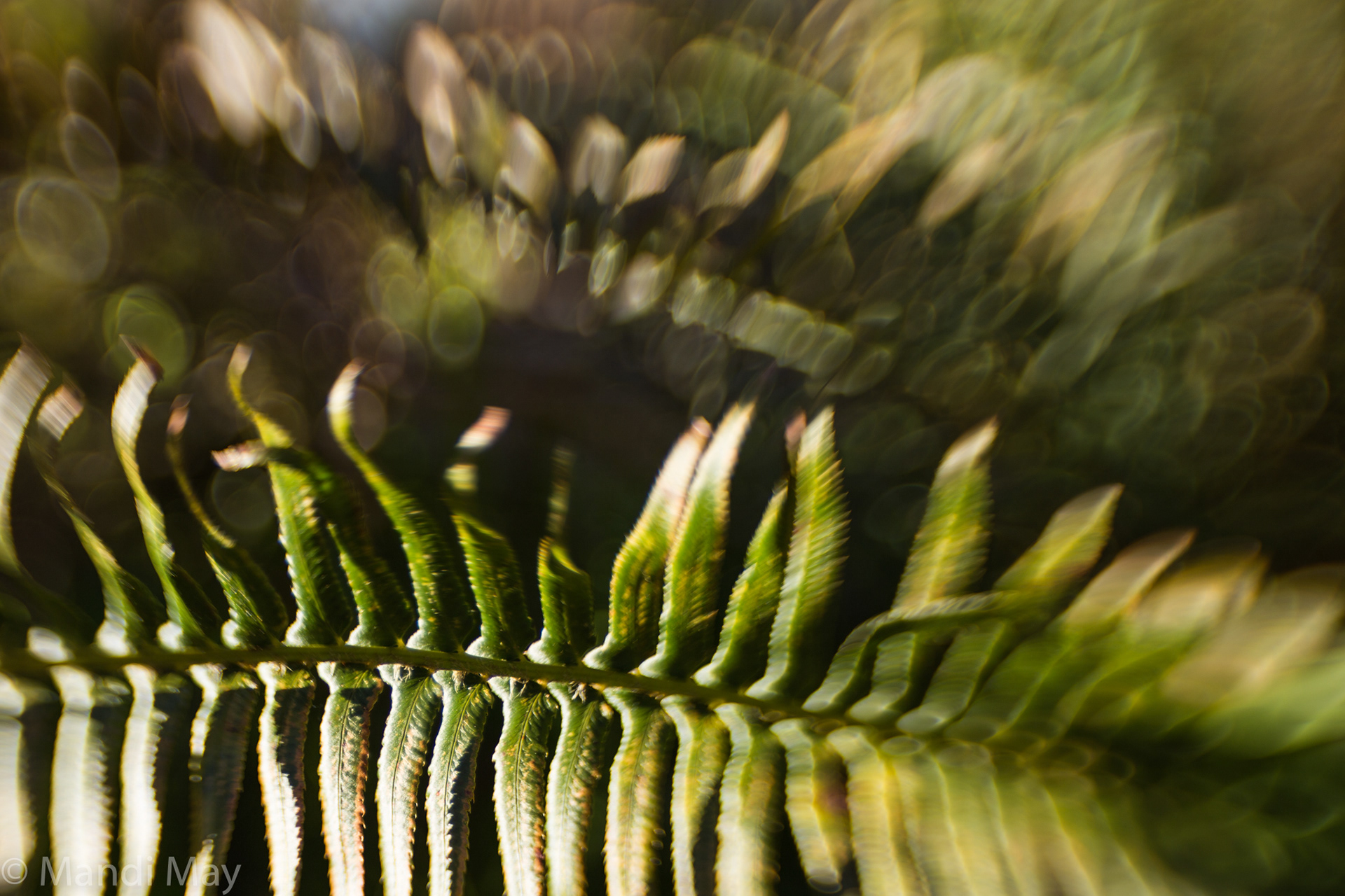 Dancing Fern