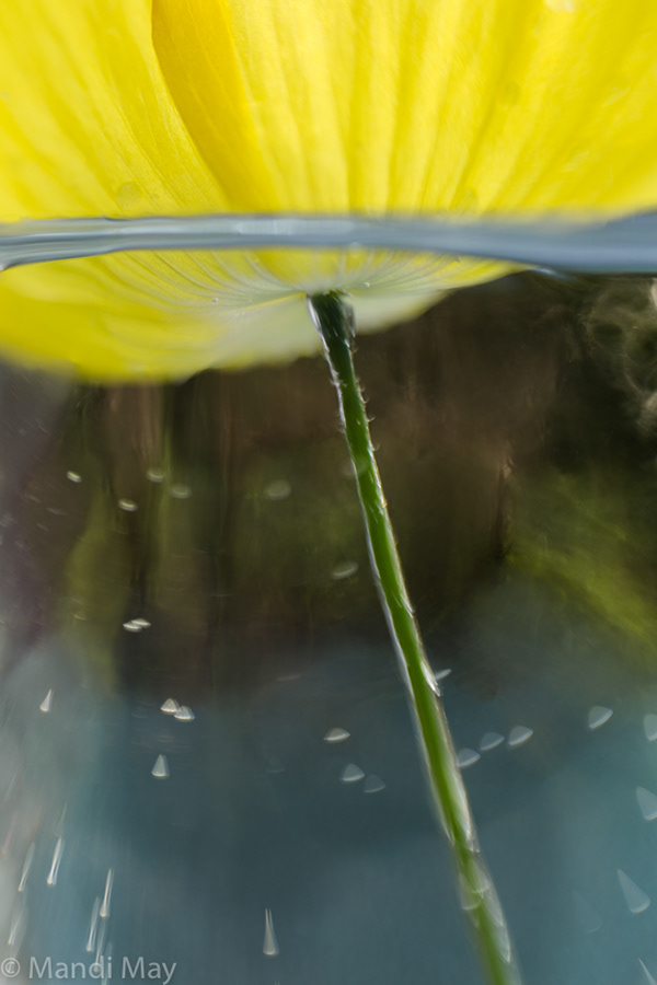 Mandi May Fine Art Photography and Monotypes Flora