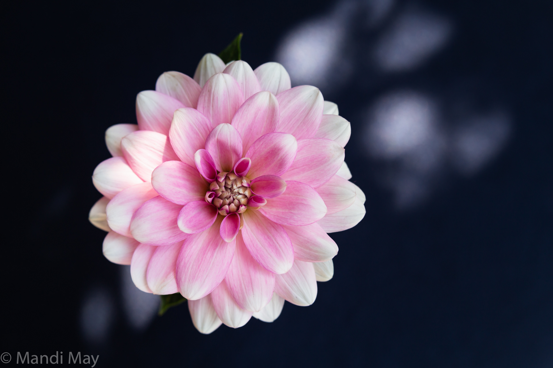 Pink Dahlia