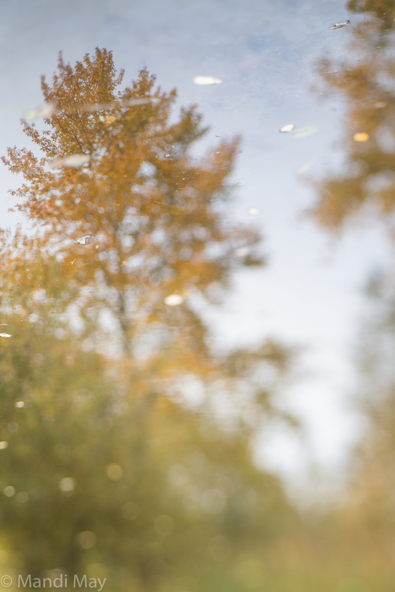 Fall Reflection