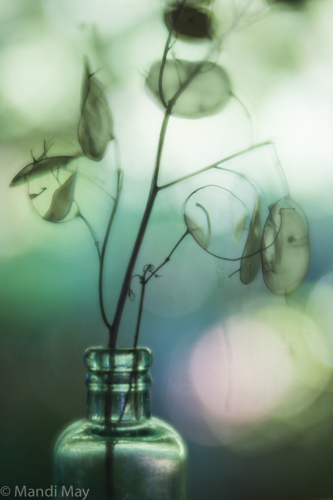 Lunaria 1