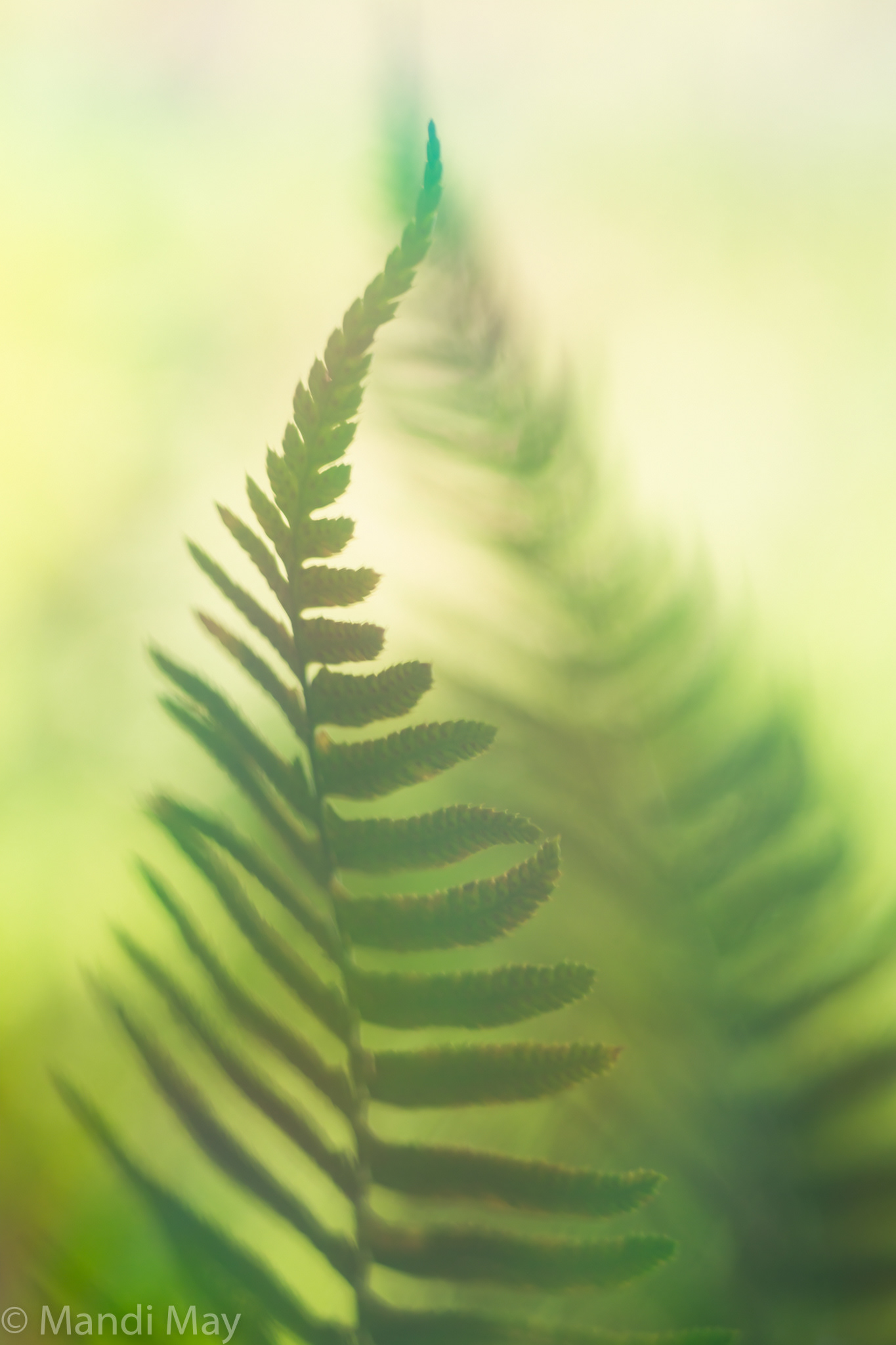 Fern Dream
