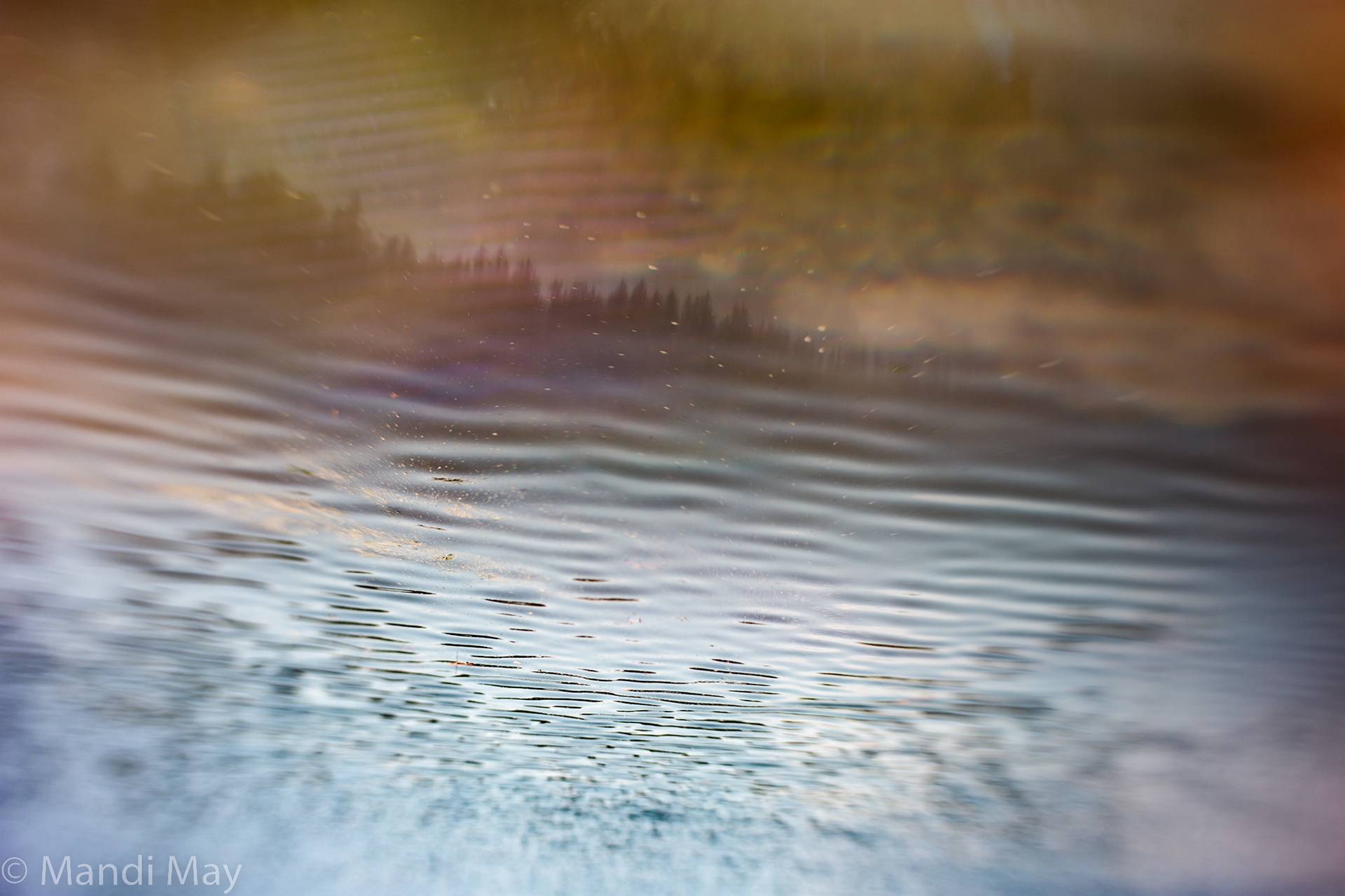 Forest and Sea