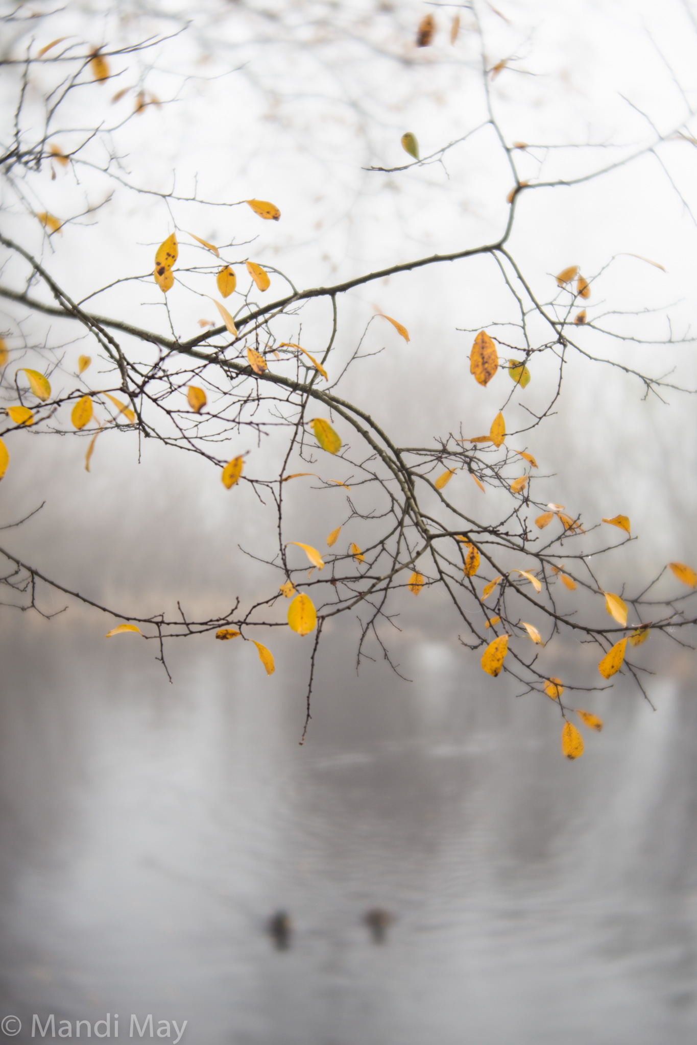 Autumn Branches