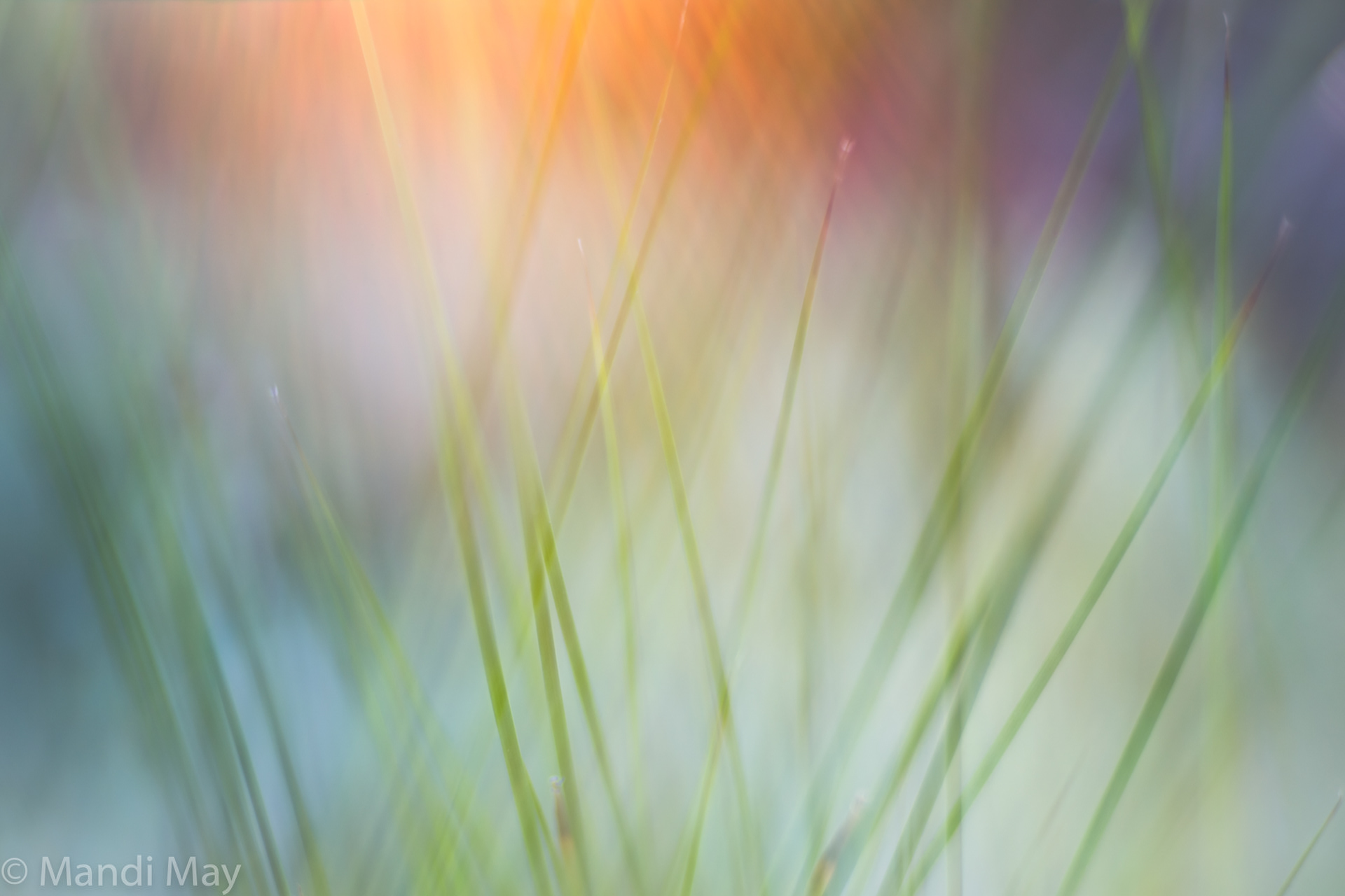 Dreaming in the Grass
