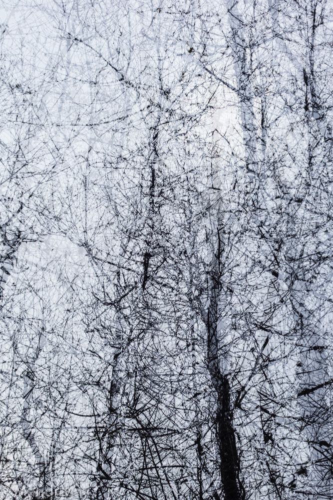 Deep Forest 1