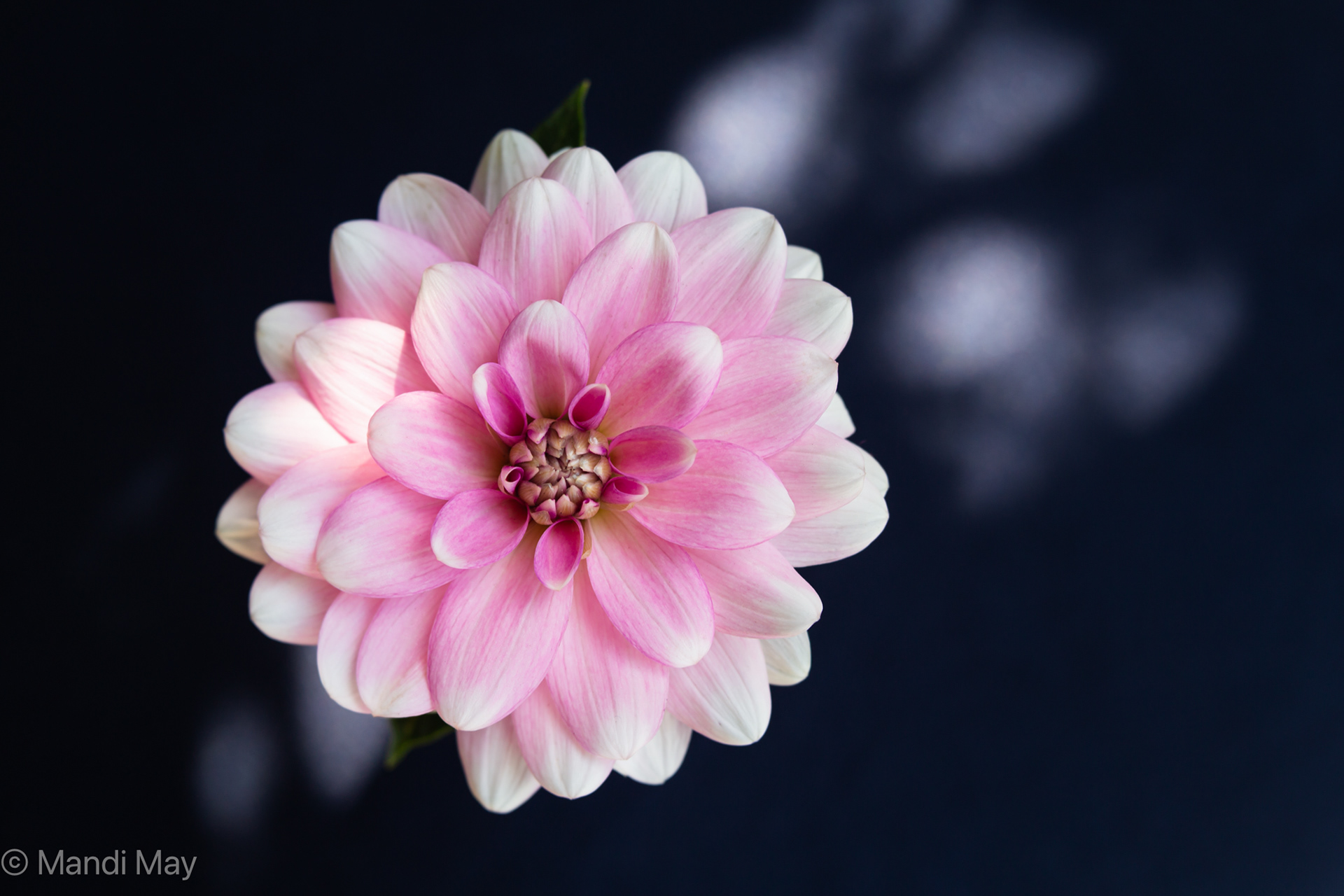 Pink Dahlia