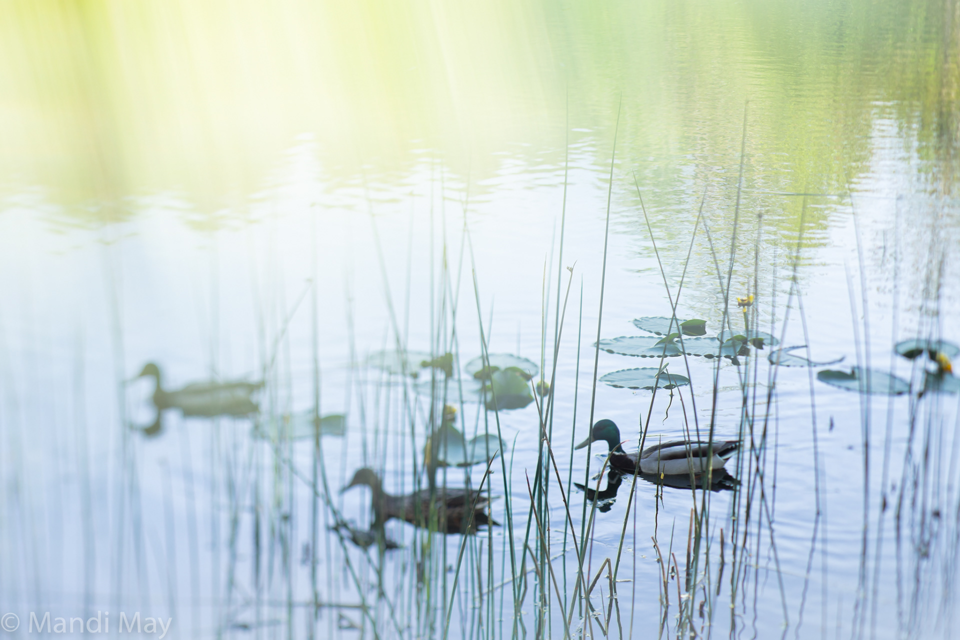 Three Ducks