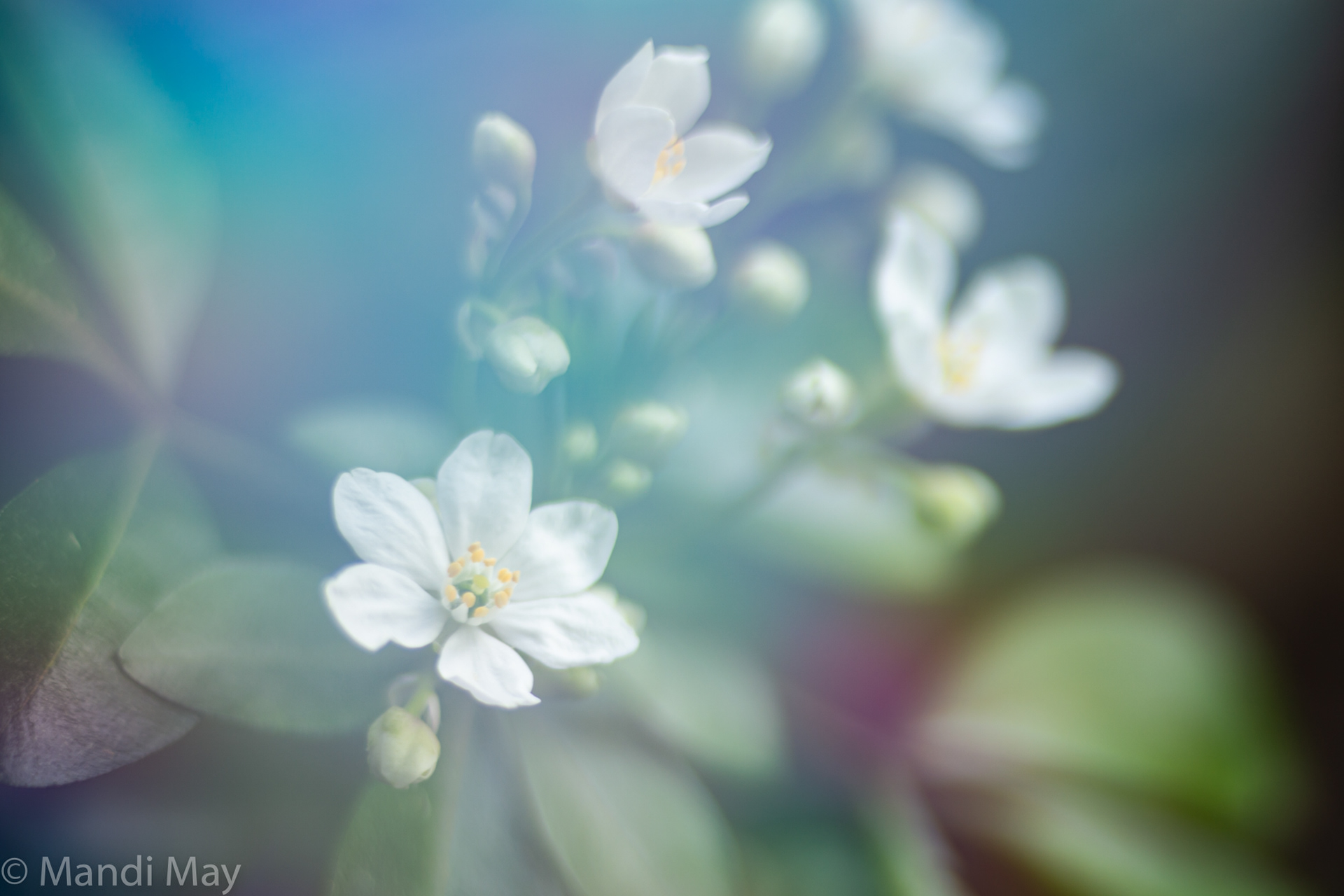 Spring Blooms