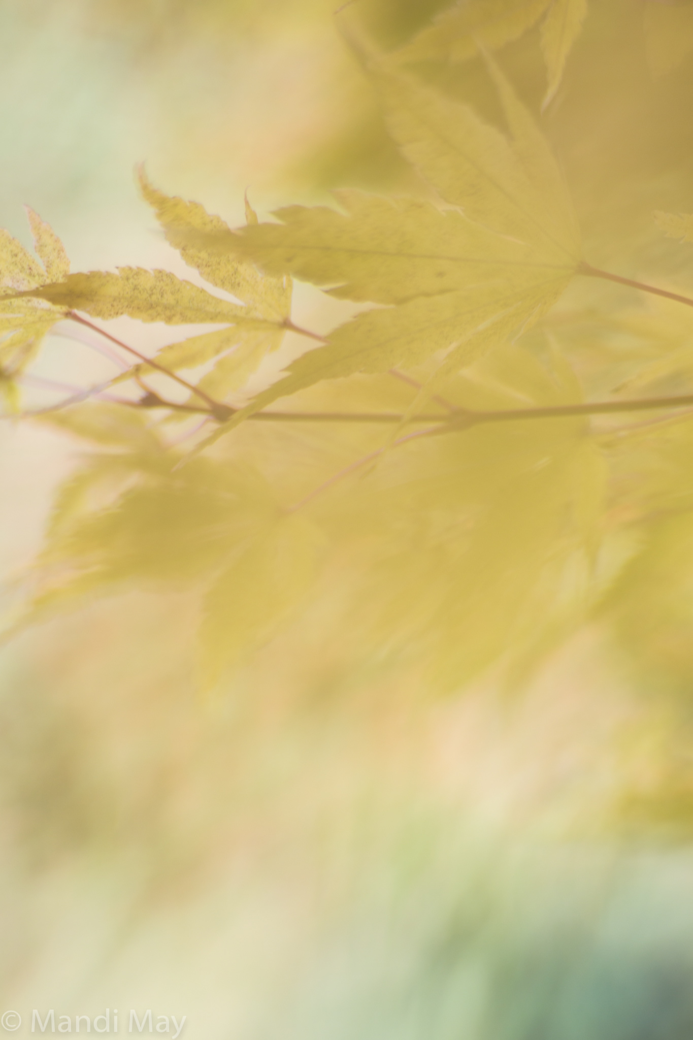 Autumn Peace