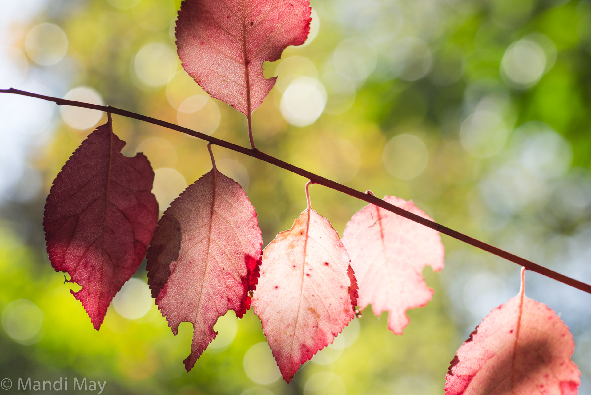 Autumn Air - Red Leaves