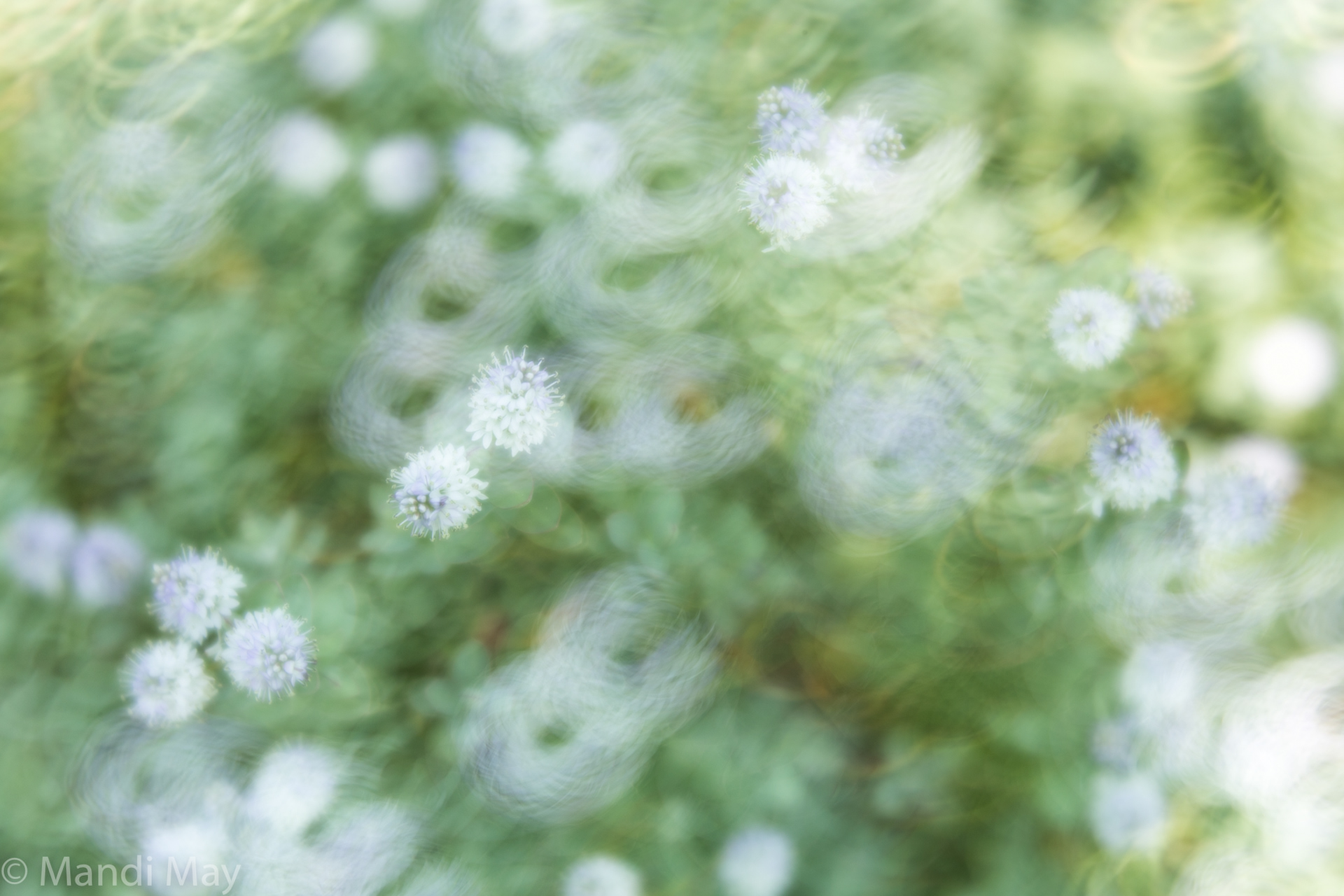 Flowers and Swirl