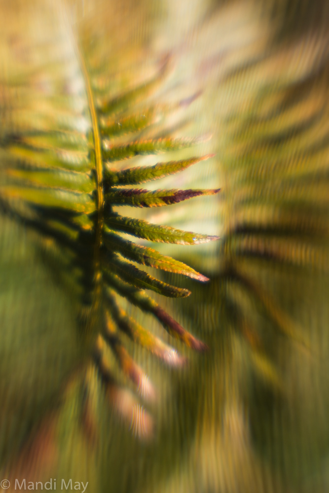 Flaming Fern