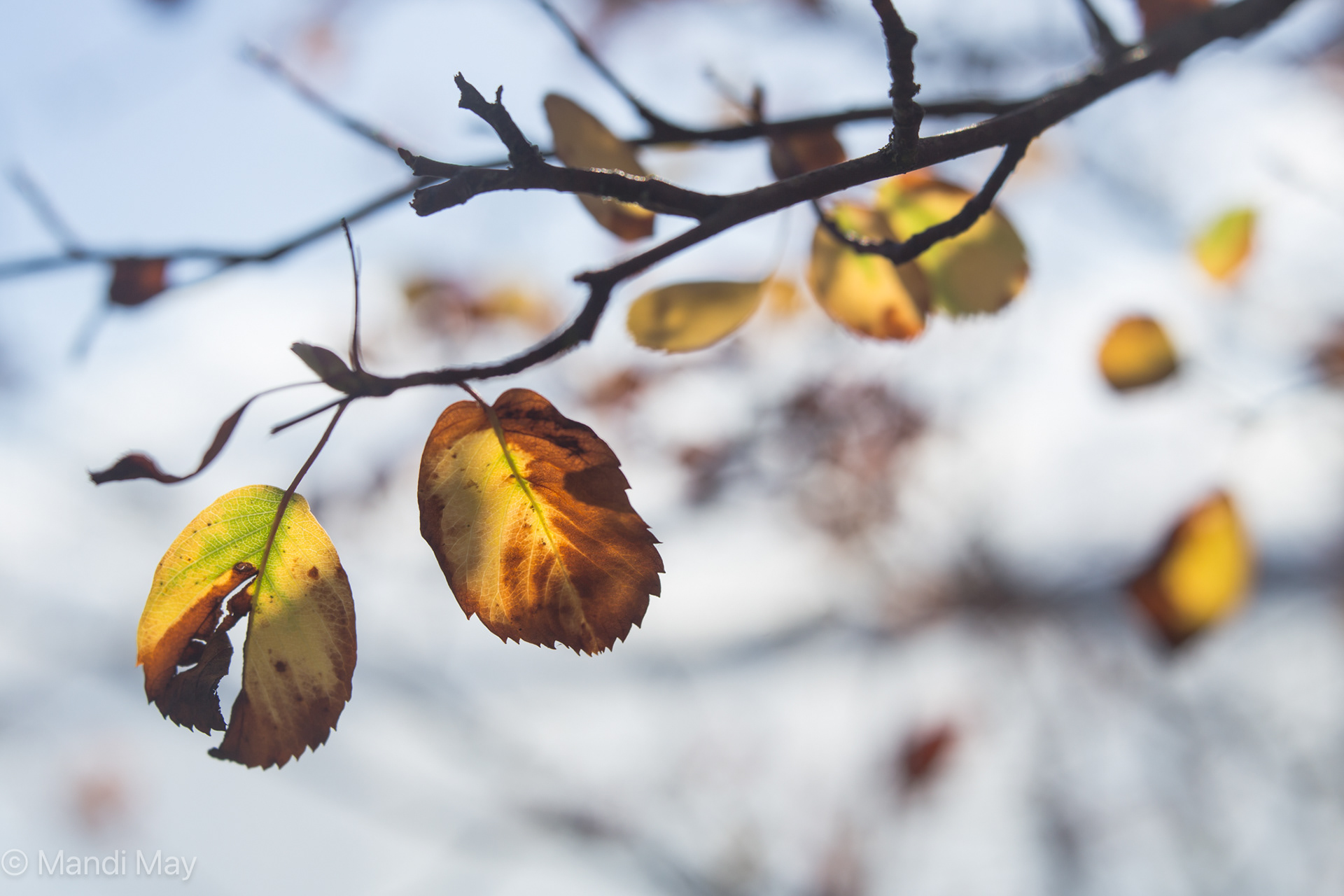 Autumn Air - Little Golden Leaves