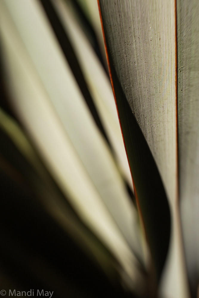 Shadows & Lines