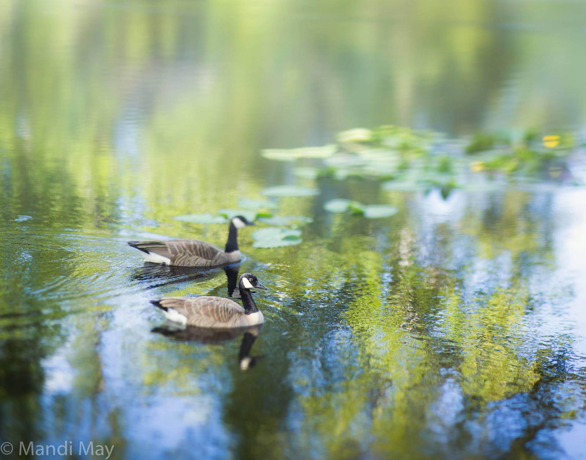 Two Geese in Spring