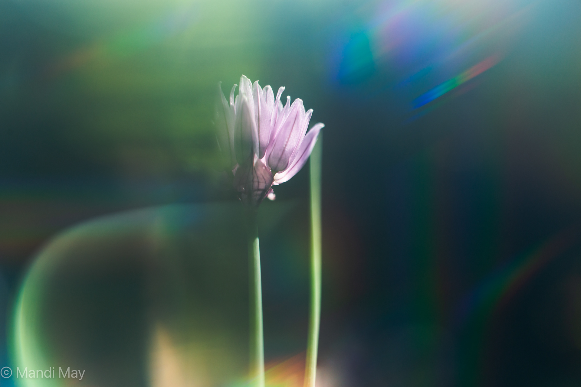 Chive Bloom Abstracted