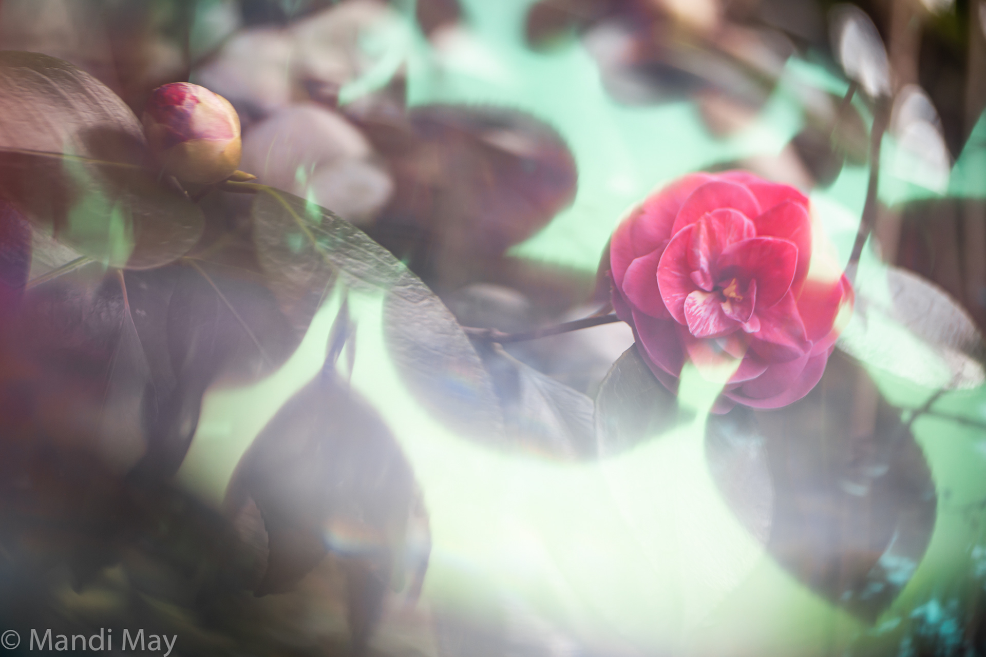 Pink Camellia