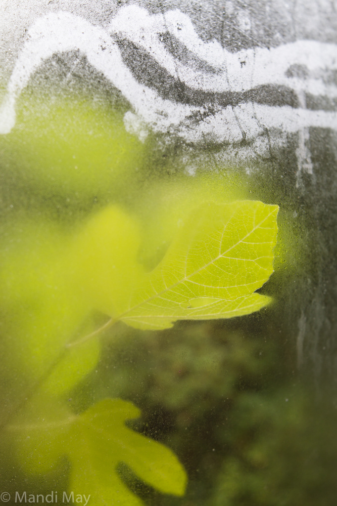 Fig Leaf & Streaks