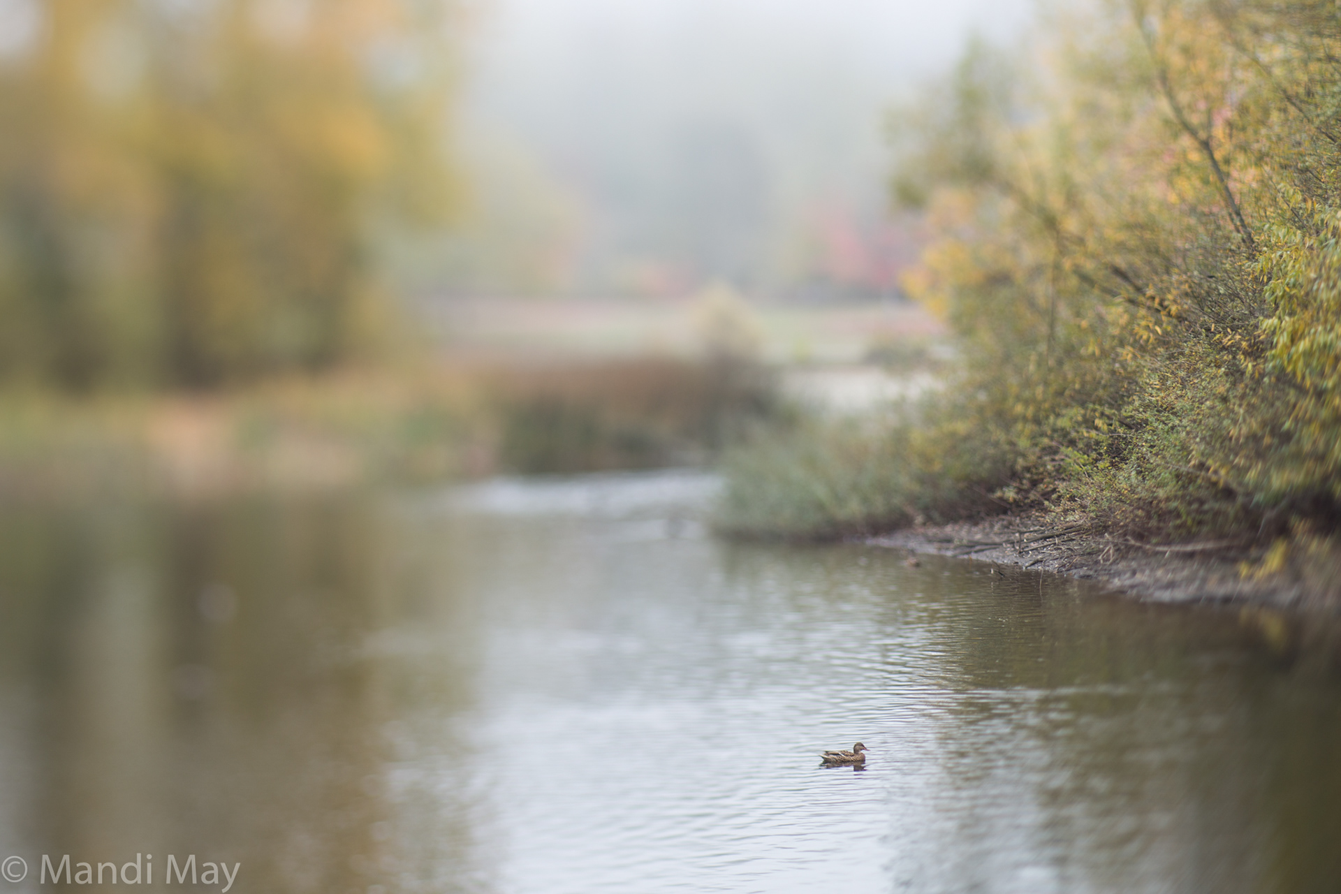 Pond View - Battle Point Park