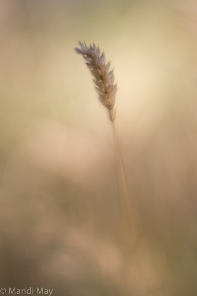 Golden Summer