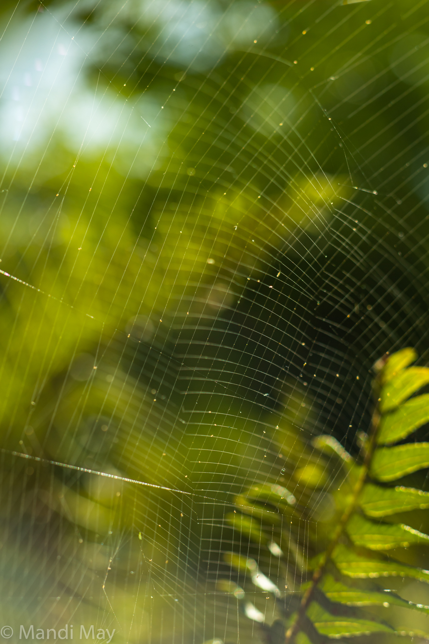 Fern & Web
