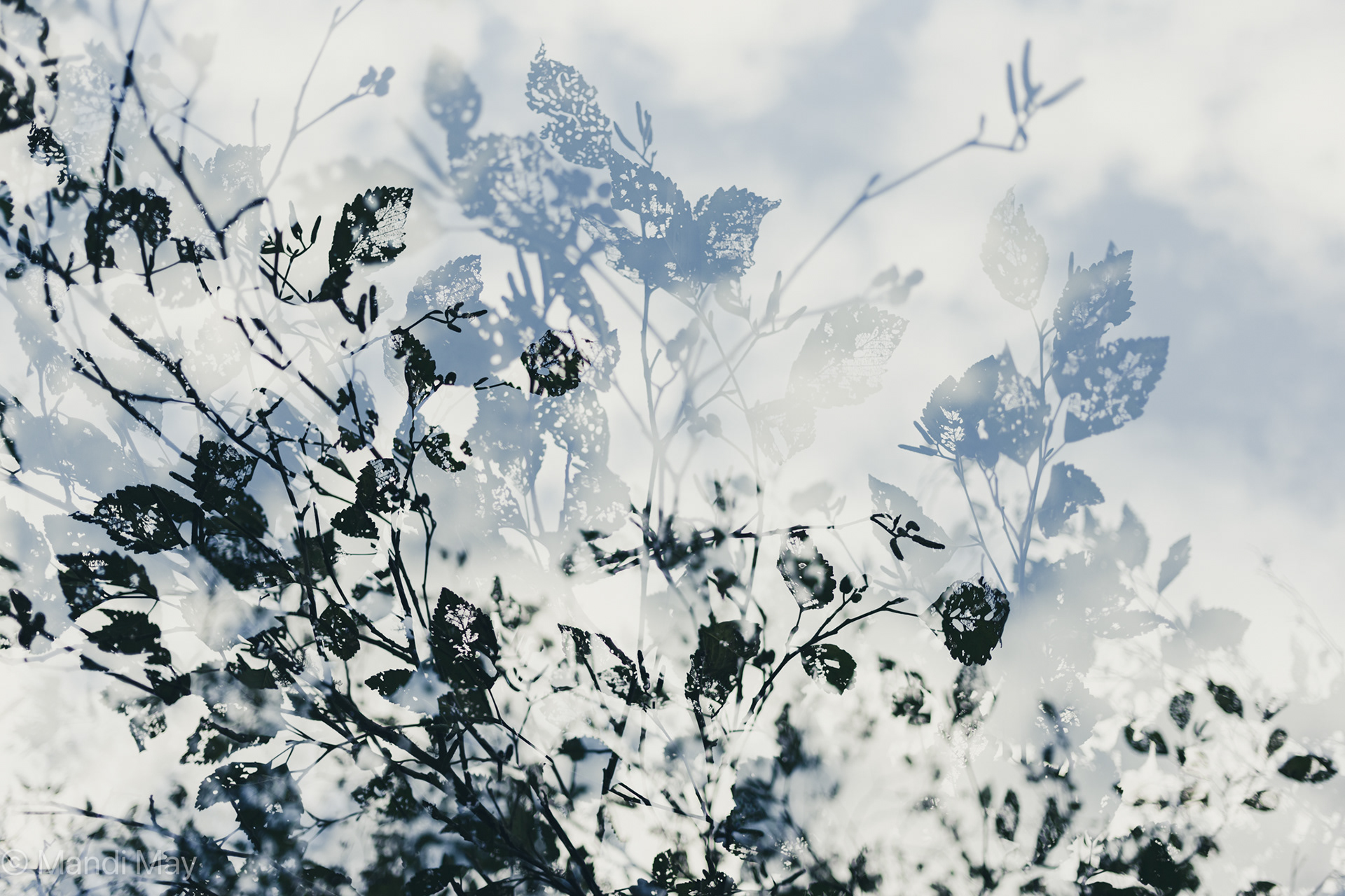 Winter View from Below