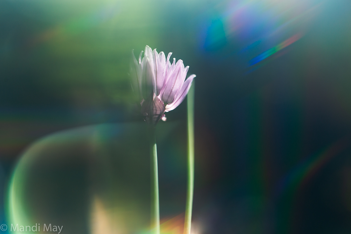 Mandi May Fine Art Photography and Monotypes Flora