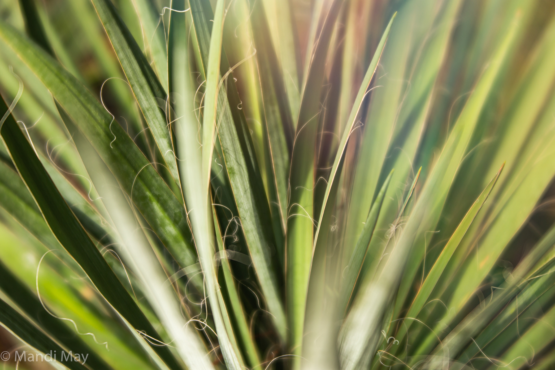Yucca