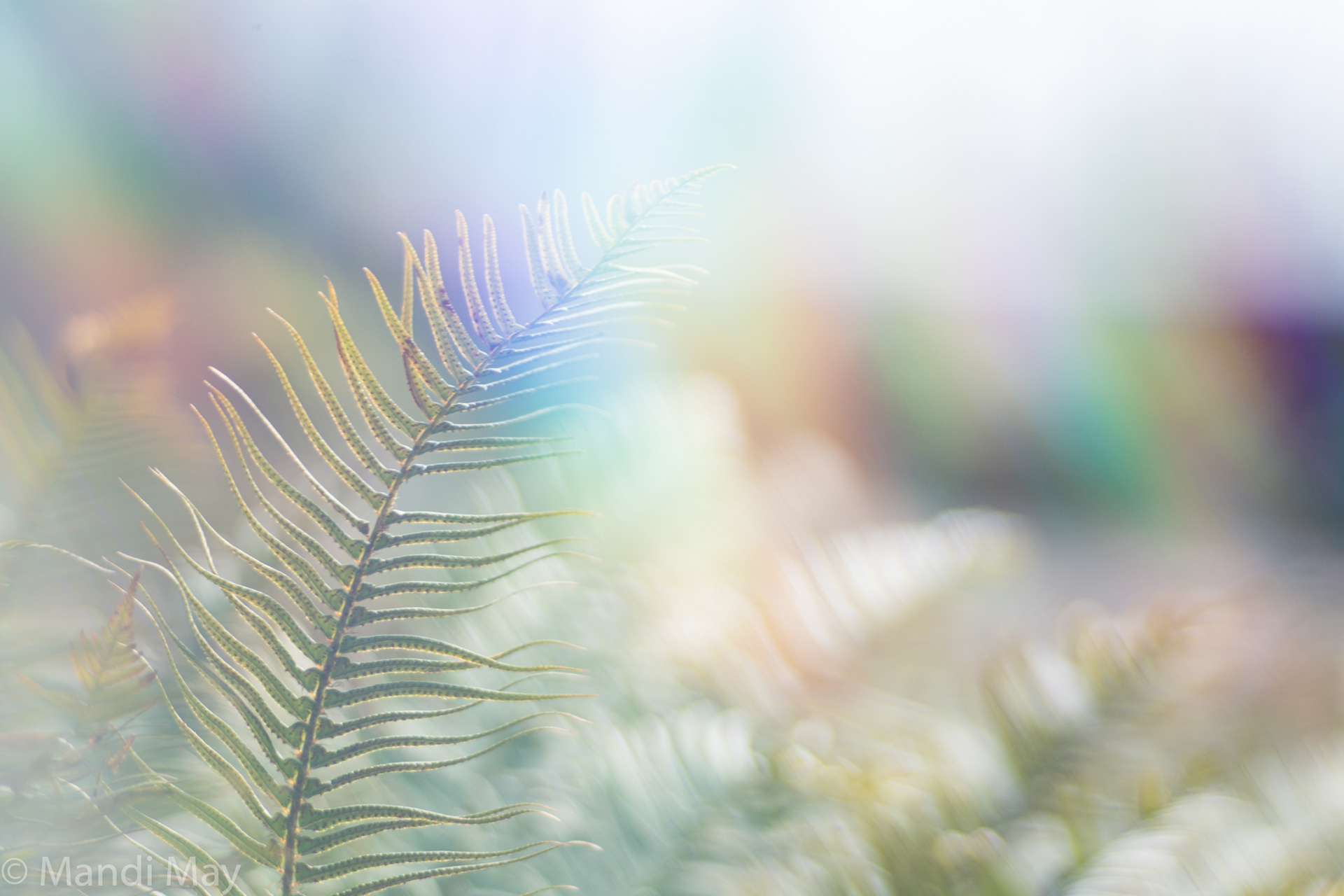 Ethereal Spring