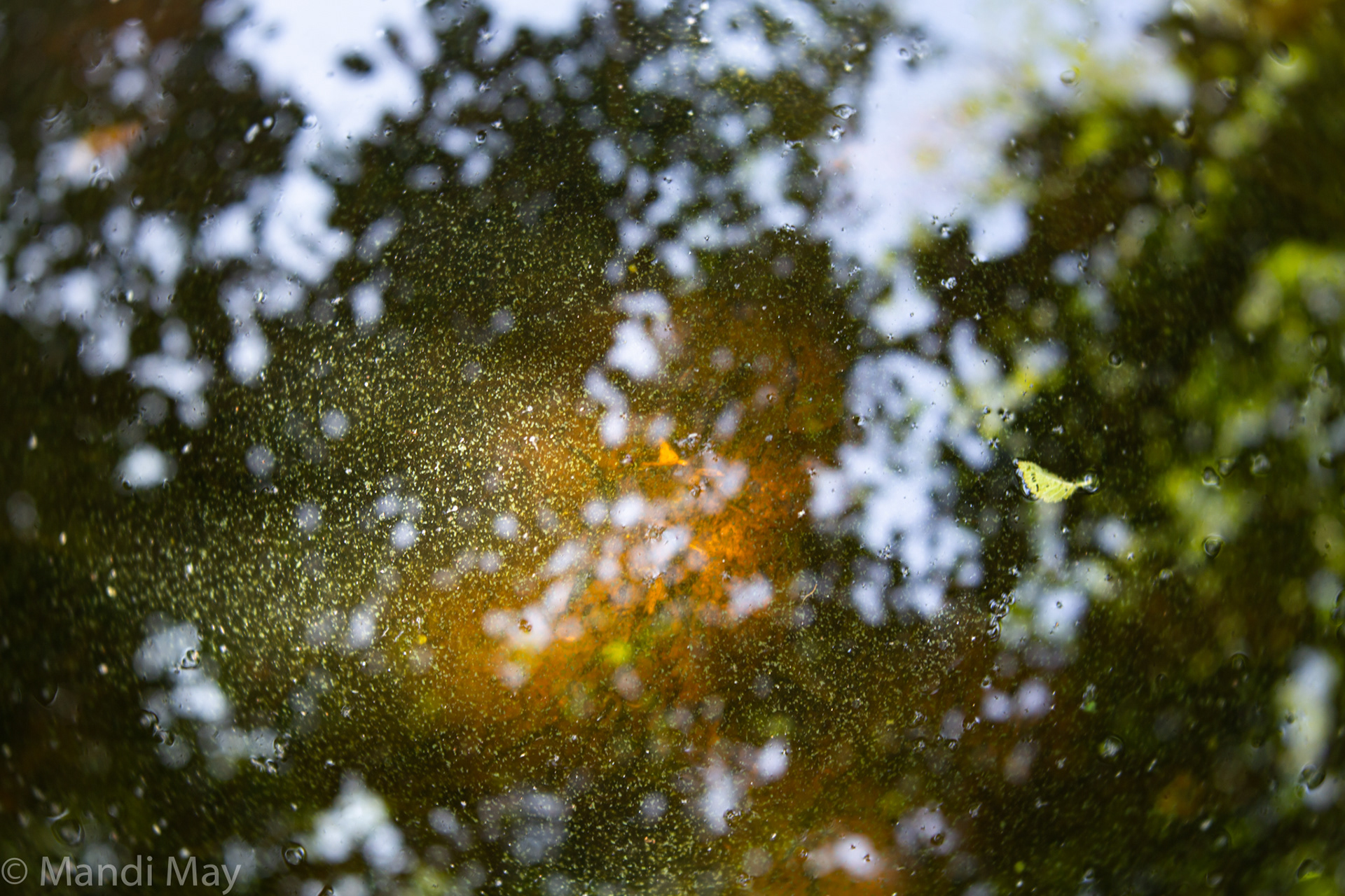 Summer Reflection