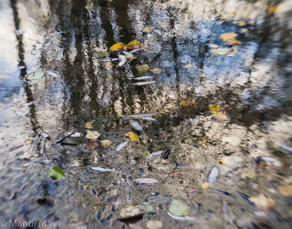 Rippled Limbs 1