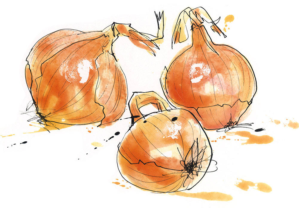 illustration of 3 yellow onions