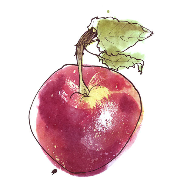 a shiny rustic red apple illustration
