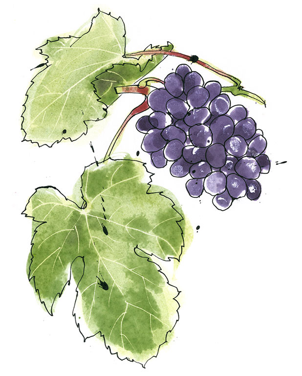 illustration of a bunch of grapes with 2 vine leaves