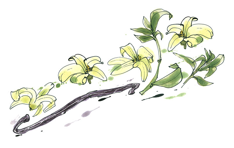 cream of rooibos tea, flowers and vanilla pod