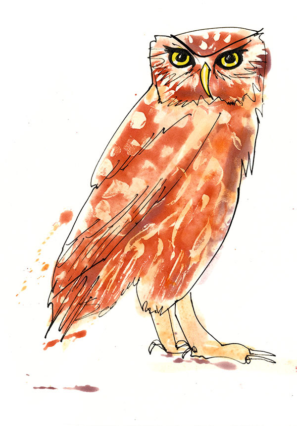 an owl