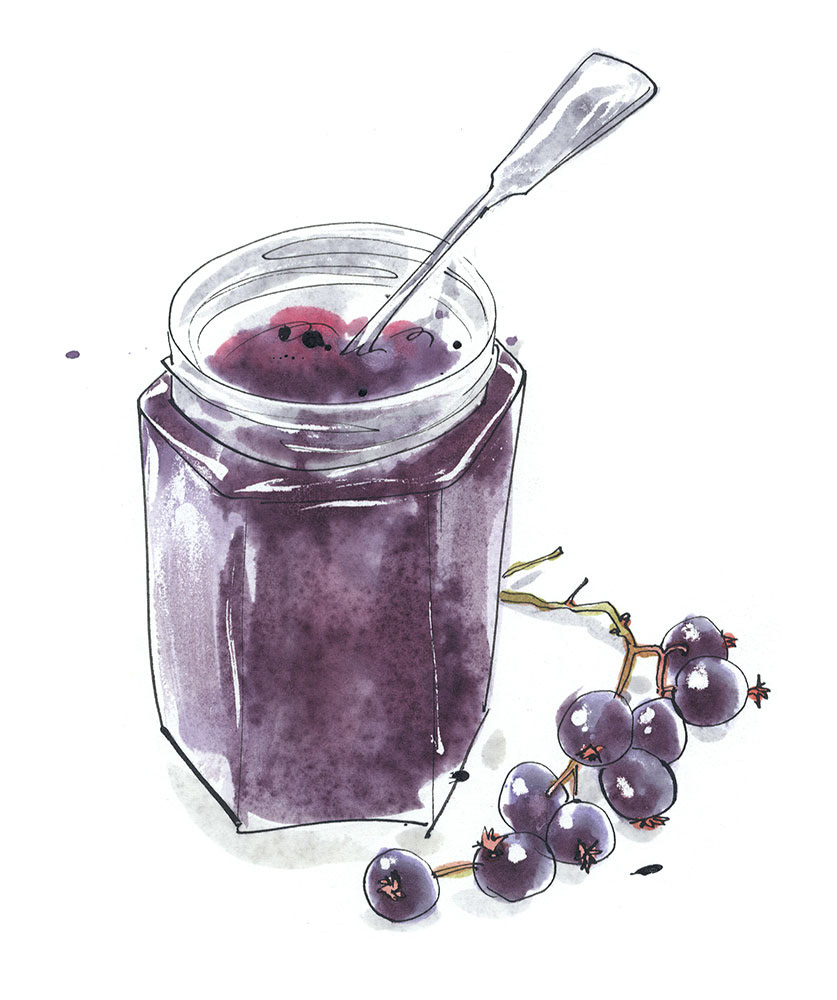 pen and ink blackcurrant jam recipe illustration 