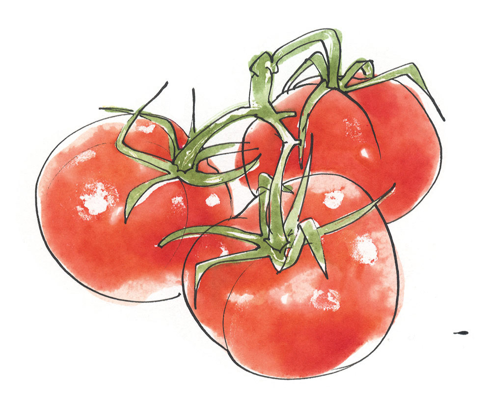 illustration of 3 plump vine tomatoes