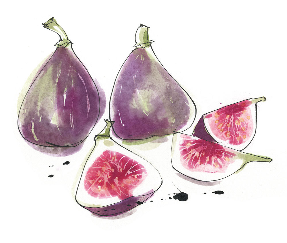 illustration of plump fresh figs for a jam recipe book