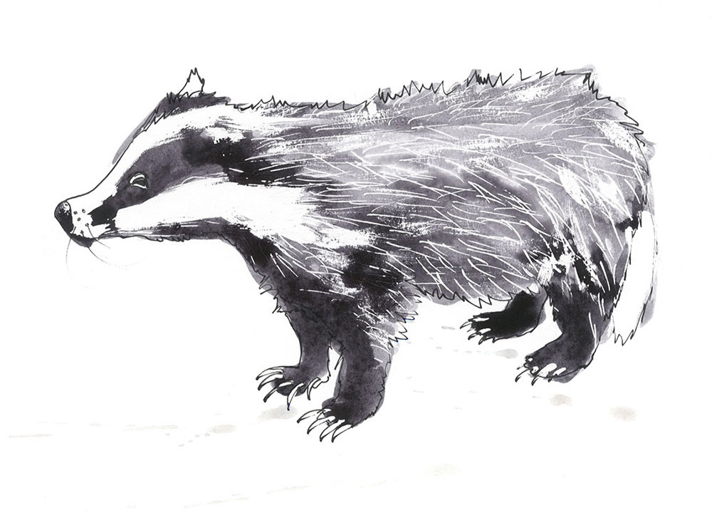 a badger