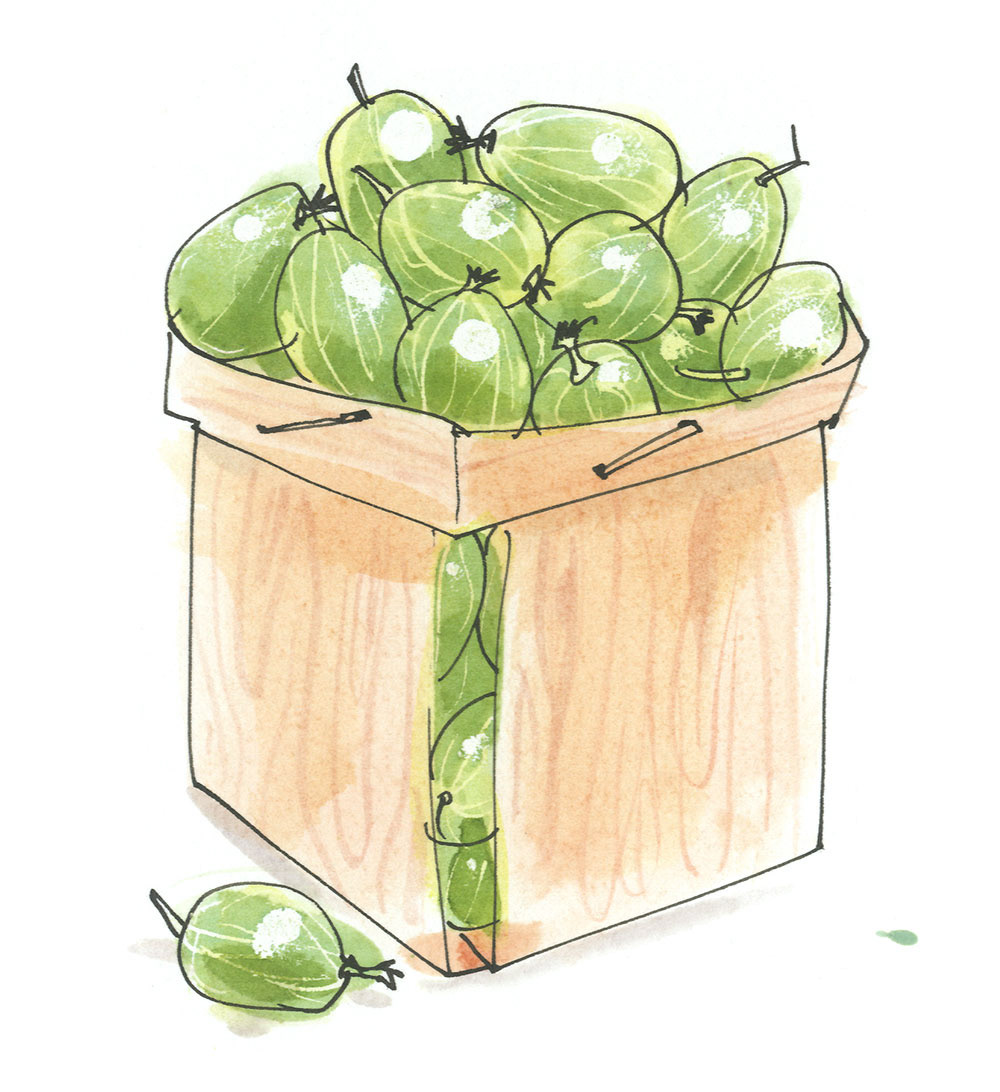 illustration of a punnet of gooseberries